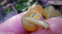 Hypomyces leotiicola