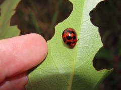 Paropsisterna octomaculata