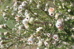 Phylica purpurea