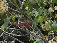 Cardinalis cardinalis cardinalis