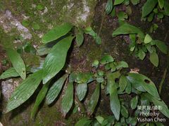 Antrophyum formosanum