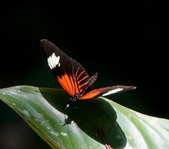 Heliconius melpomene malleti