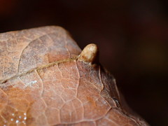 Dasineura communis
