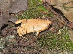 Stereocyclops incrassatus