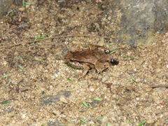 Physalaemus signifer