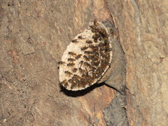 Scaptotrigona