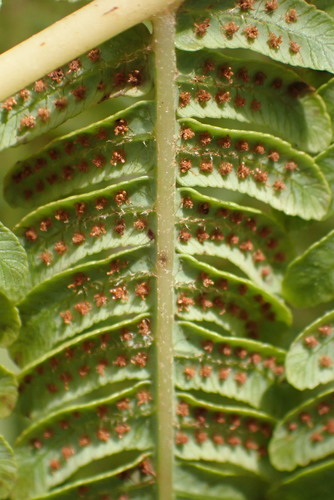 Scaly Tree Fern