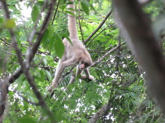 Brachyteles hypoxanthus