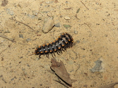 Polydesmida