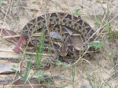 Bothrops neuwiedi