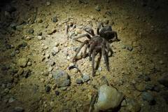 Plesiopelma