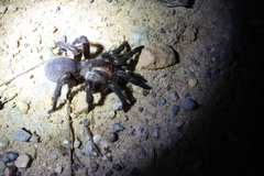 Prorachias