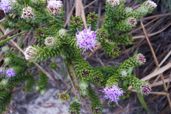 Lychnophora ericoides