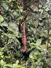 Heliconia vellerigera