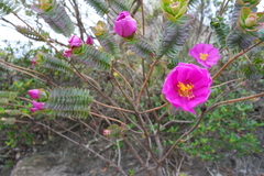 Lavoisiera imbricata