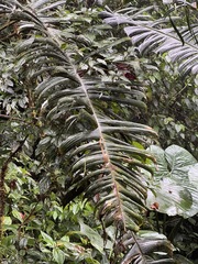 Heliconia vellerigera