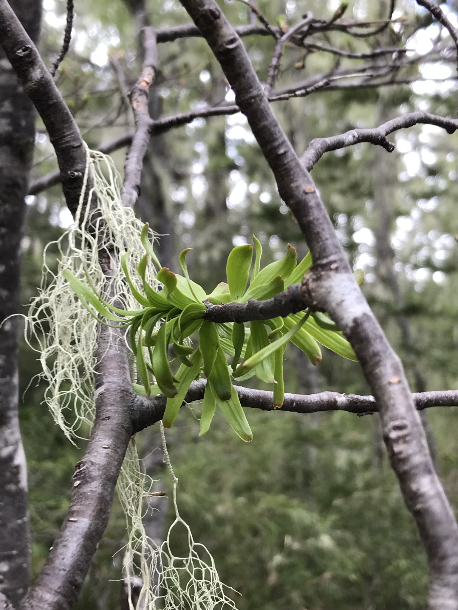 Misodendrum brachystachyum
