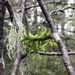 Misodendrum brachystachyum - Photo 由 Nodora L. Moyano 所上傳的 (c) Nodora L. Moyano，保留部份權利CC BY-NC-SA