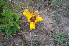Trimezia juncifolia