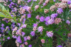 Lychnophora ericoides