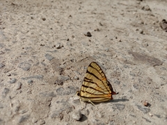 Dodona adonira