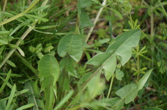Taraxacum officinale