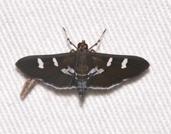 Desmia deploralis