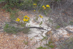 Verticordia laciniata