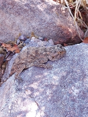 Agama aculeata distanti
