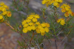 Verticordia laciniata