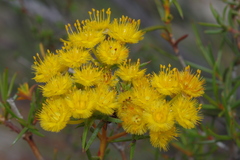 Verticordia laciniata