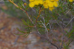 Verticordia laciniata