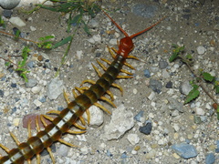Scolopendra heros