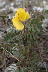 Chamaecrista lineata