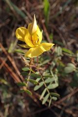 Chamaecrista lineata