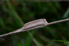 Stagmomantis floridensis