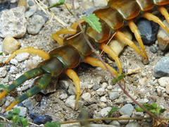 Scolopendra heros