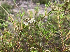 Logania linifolia