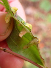 Craneiobia tuba