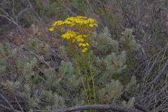 Verticordia rutilastra