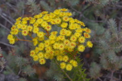 Verticordia rutilastra