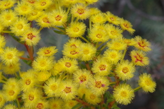 Verticordia rutilastra