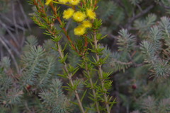 Verticordia rutilastra