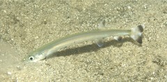 Gonorynchus greyi