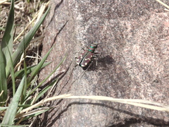 Cicindela limbalis