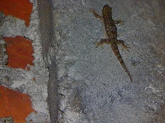 Hemidactylus platyurus