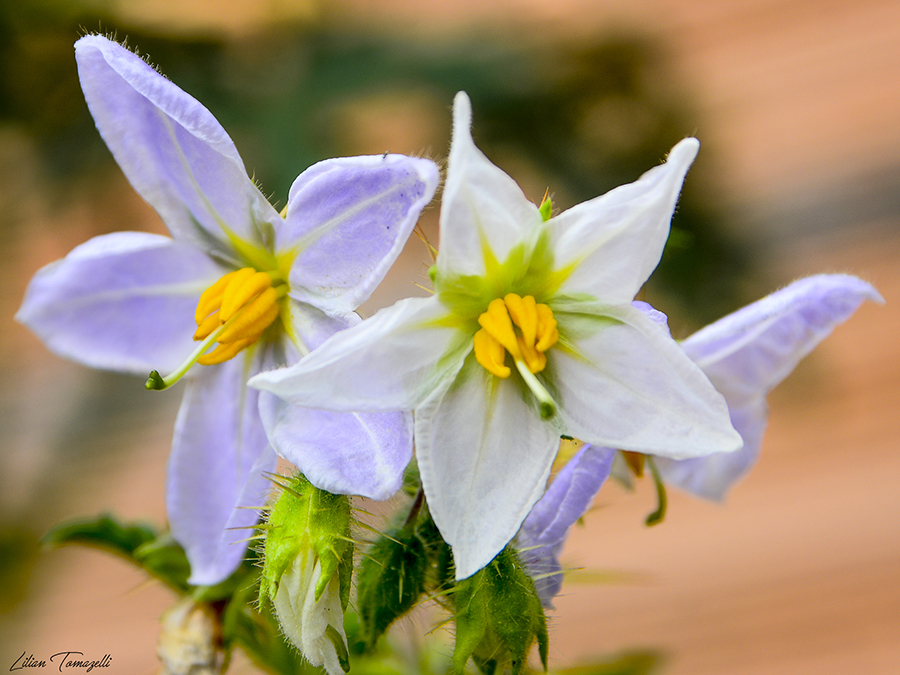 Solanum sisymbriifolium
