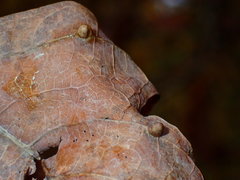 Dasineura communis