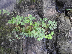 Adiantum raddianum