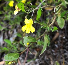Goodenia varia